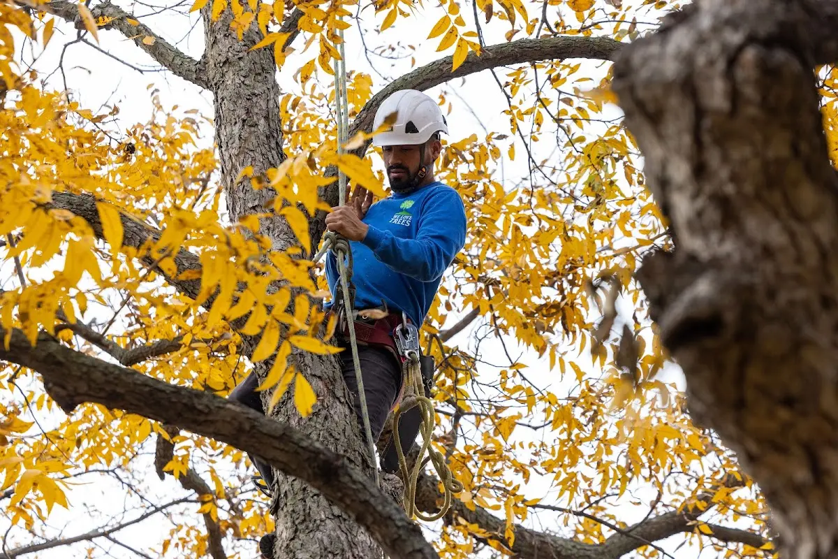 Skilled Tree Planting crew working in Houston