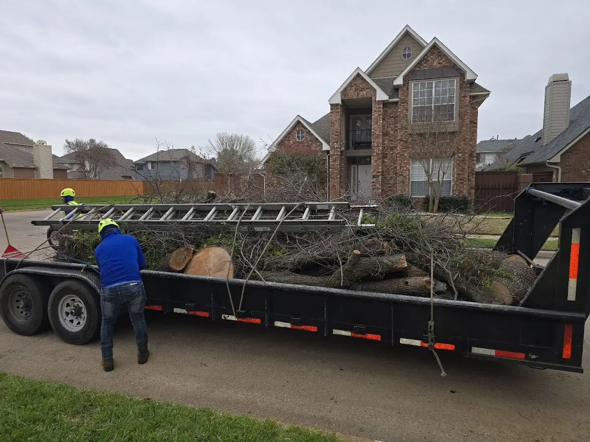 Expert Tree Pest Control with proper safety equipment in Houston